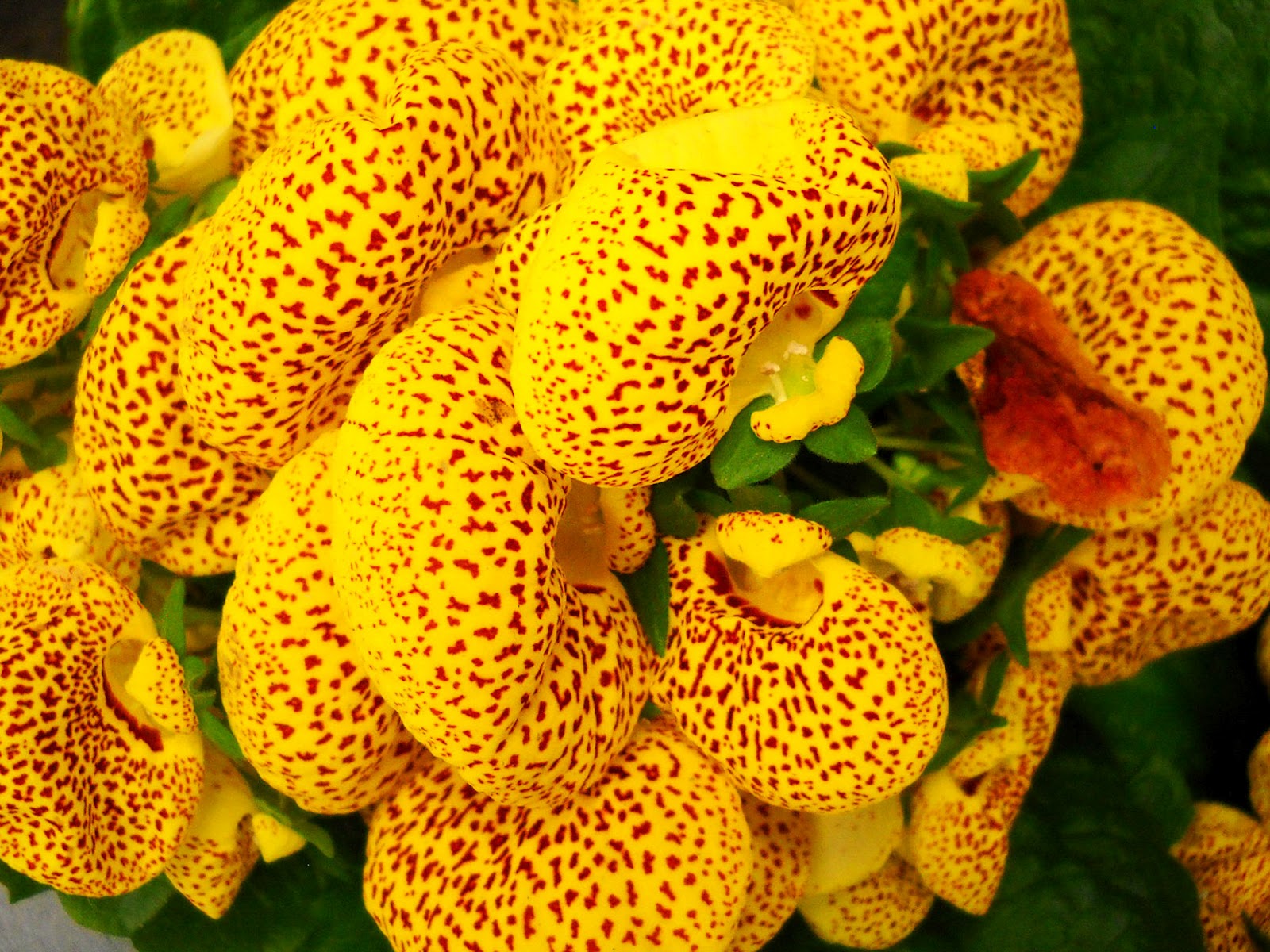My Nature Photography Pocketbook Flowers (Calceolaria Herbeohybrida)