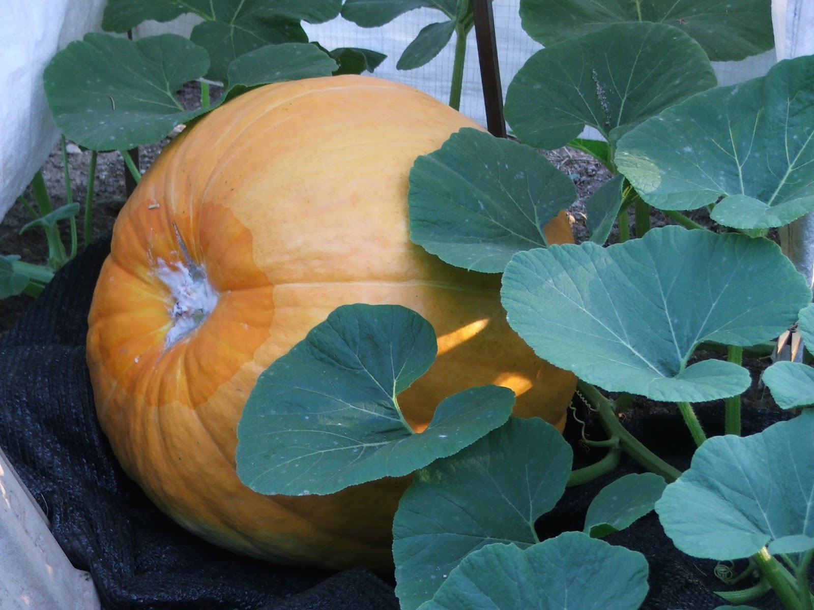 Semi Di Zucca Gigante Atlantic Giant - Cucurbita Maxima, Semi Rari Per Orto, Confezione Da 3 Grammi - Foto 5