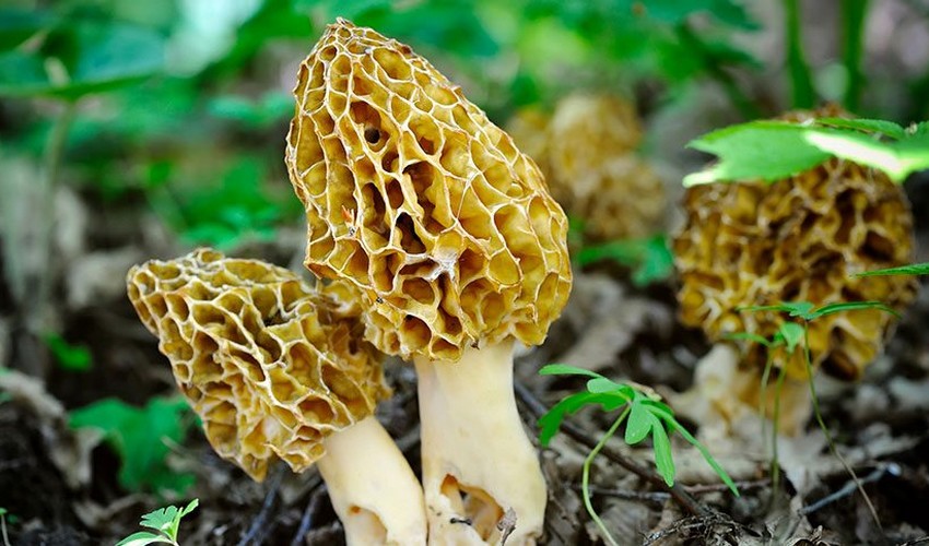Jamur Termahal di Dunia, Ternyata Berasal dari Indonesia! Apa Itu