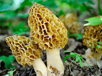Jamur Termahal di Dunia, Ternyata Berasal dari Indonesia! Apa Itu? Jamur Termahal di Dunia, Ternyata Berasal dari Indonesia! Apa Itu?