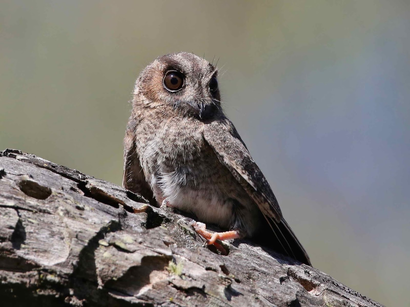 Avithera Owletnightjar