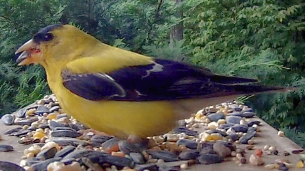 Goldfinches Up close
