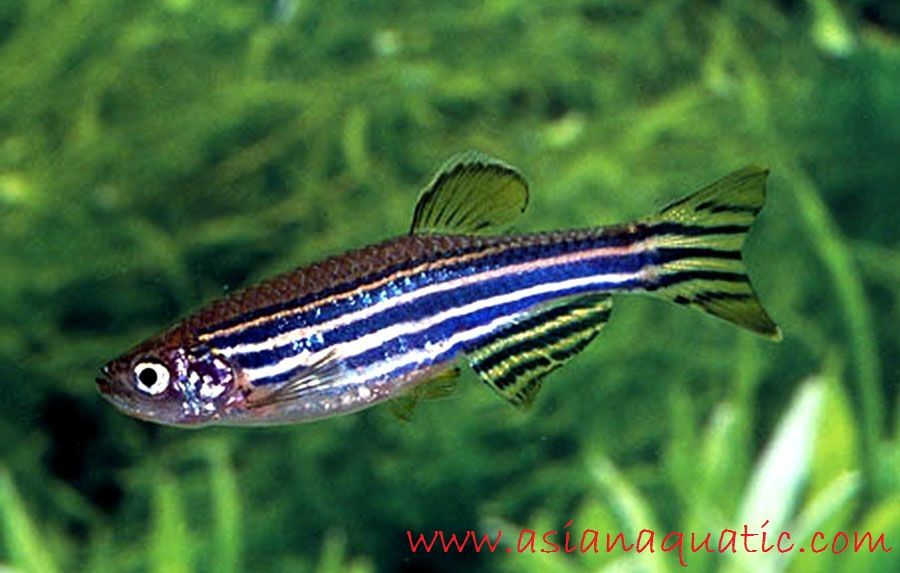 Gambar Ikan Hias Zebra Danio Profil Dan Cara Merawatnya