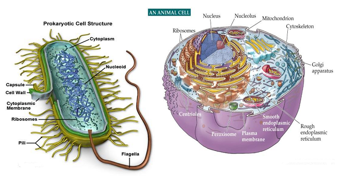 CRACKING GROUPS: PROKARYOTIC - EUKARYOTIC CELL COMPARISION archaea diagram 