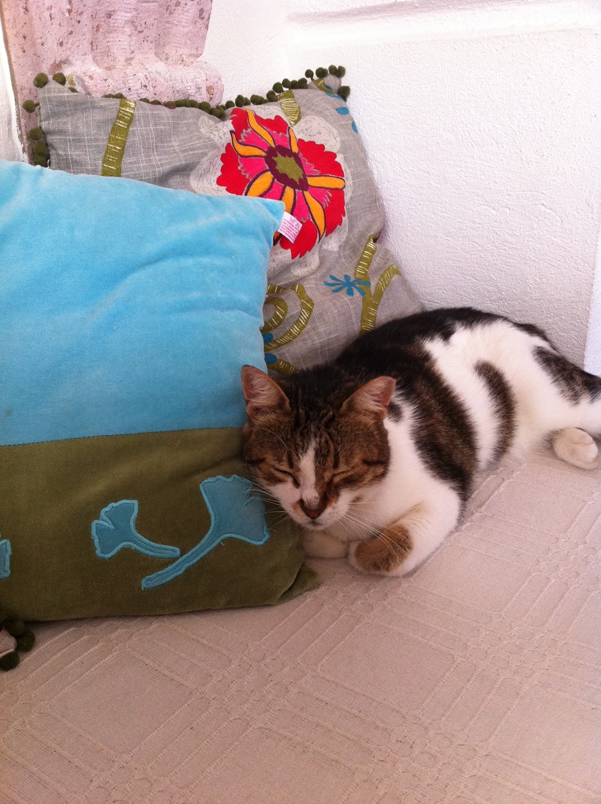 Turkish Trekker Cats in Turkey (Turkiye'de Kediler)