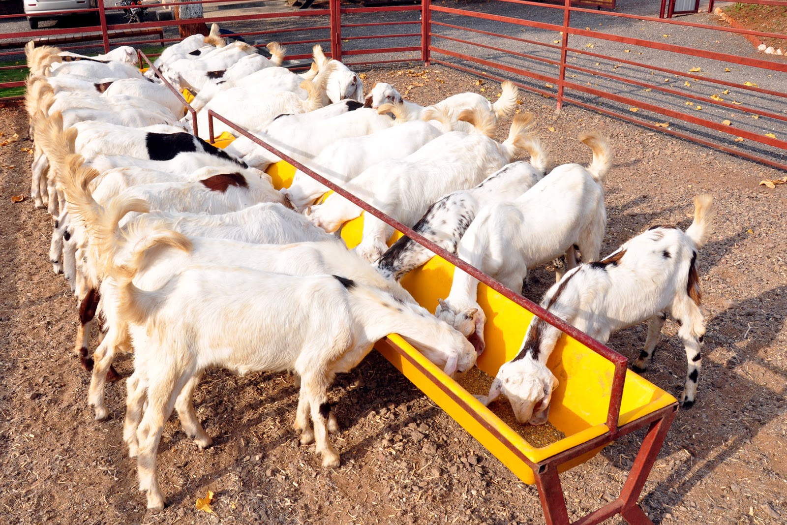 Goat farming shed शेळीपालन शेड उभारणी कशी करावी थोडक्यात माहिती.