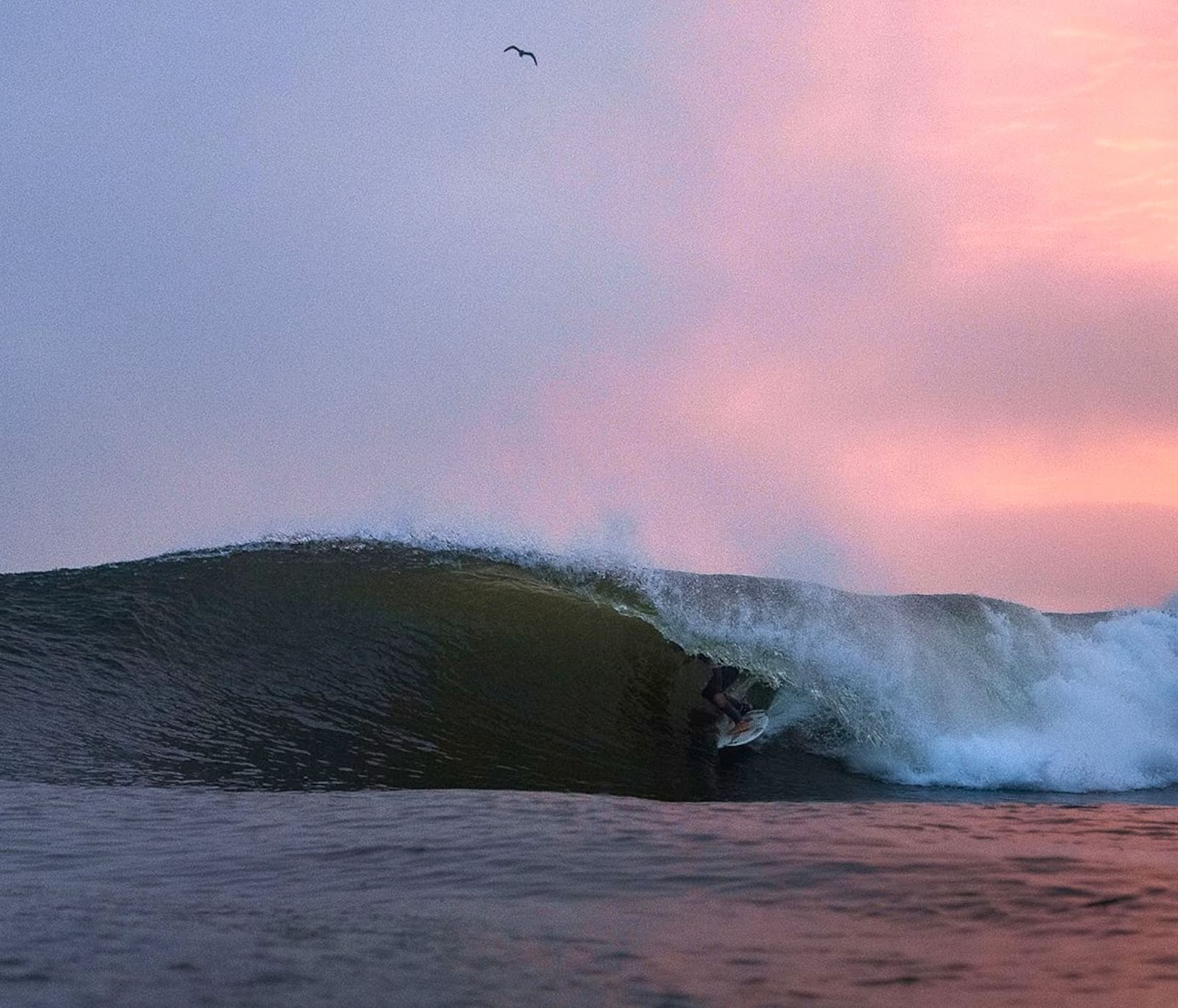 Forestdweller Steamer Lane
