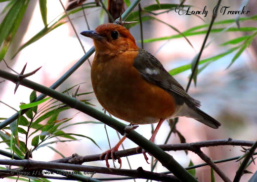 Orange-headed thrush - Geokichla citrina