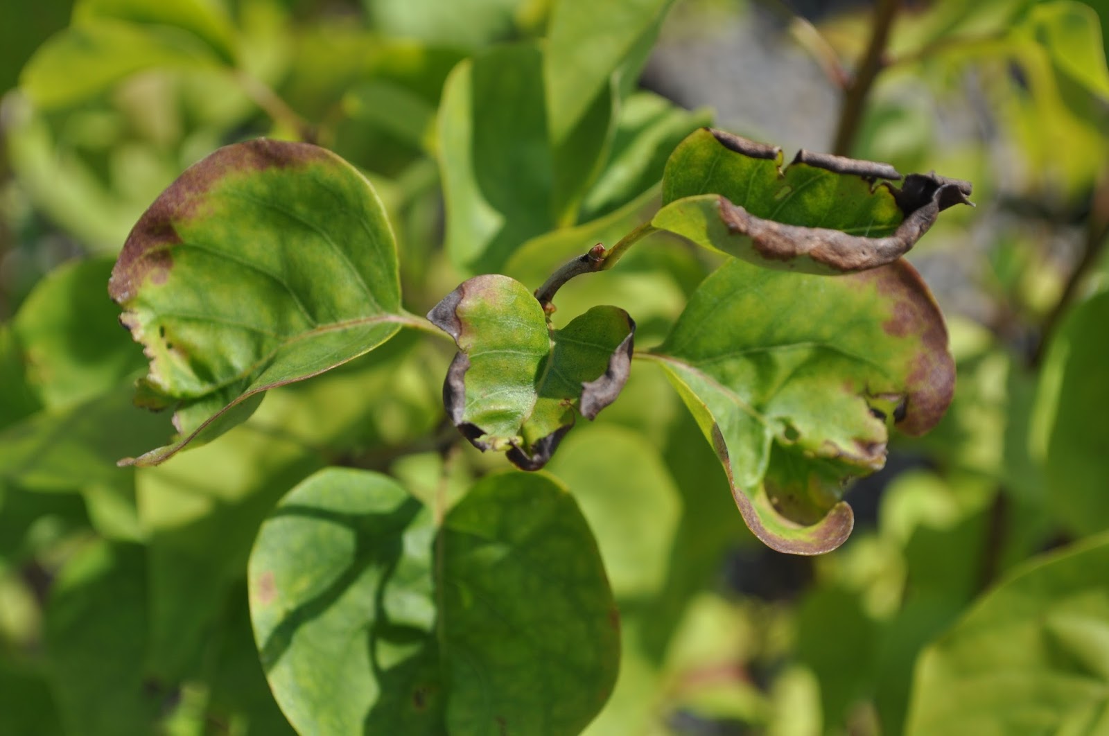 Wit's End Hope Springs Infernal