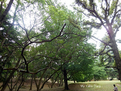 Green canopies of the Nara Park, Japan