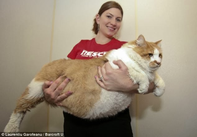Garfield Fat Cat 92