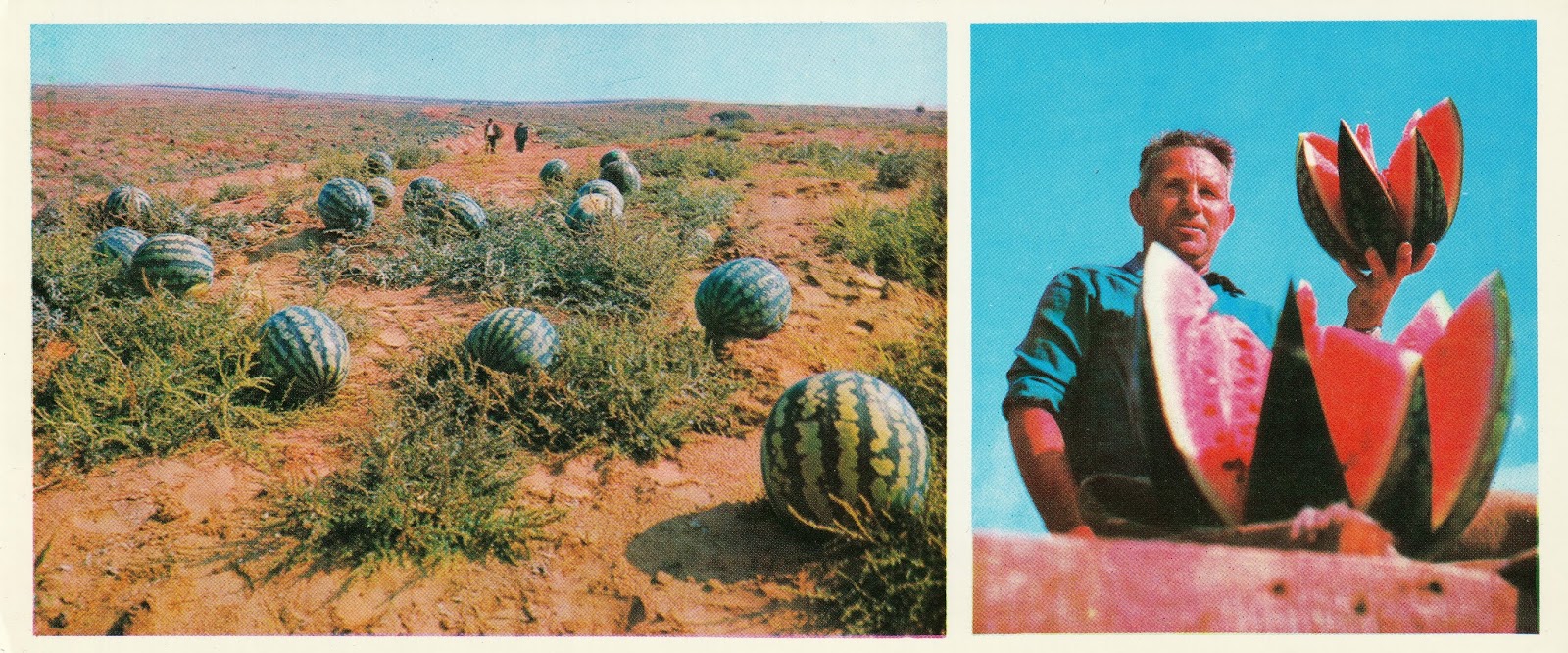 быковский арбуз. астраханские арбузы в советском союзе. арбуз на бахче. арбуз астраханский. негр с арбузом ссср.