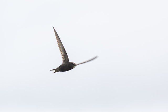 Common Swift Common Swift