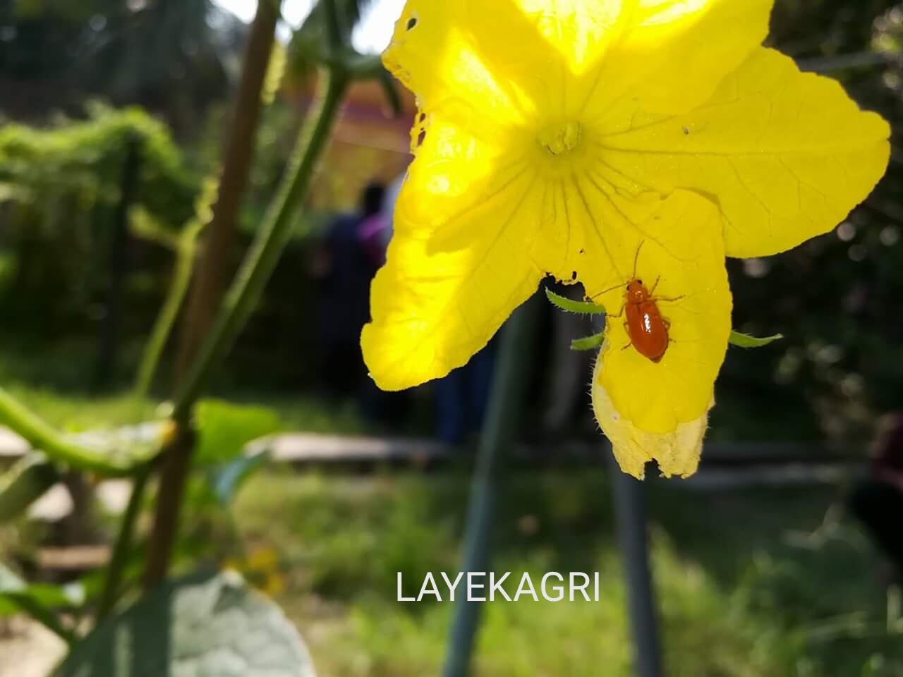 PEST MANAGEMENT IN BITTER GOURD
