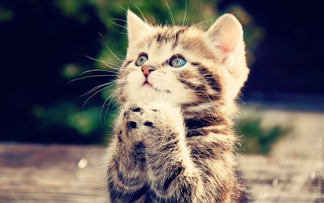 Jangan Diusir Saat Kucing Mendatangi Anda Makan. Bisa Jadi ini Tandanya Jangan Diusir Saat Kucing Mendatangi Anda Makan. Bisa Jadi ini Tandanya