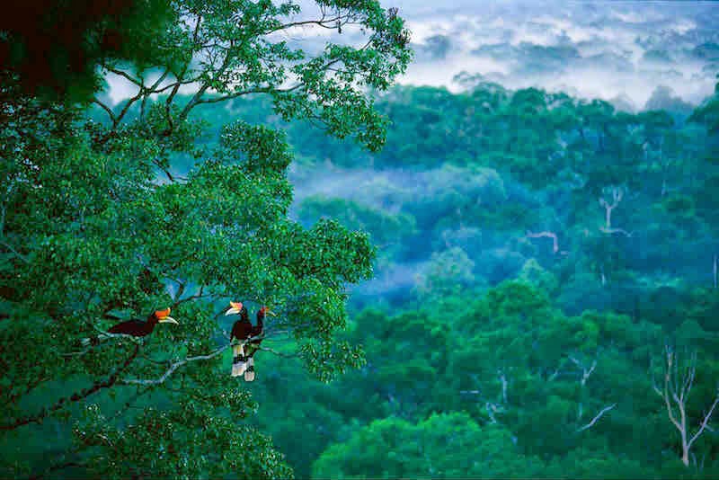 Pesona Taman Nasional Gunung Palung Kalimantan Barat - Wisata Kalimantan