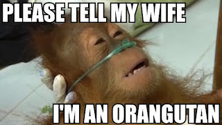 please tell my wife im an orangutan