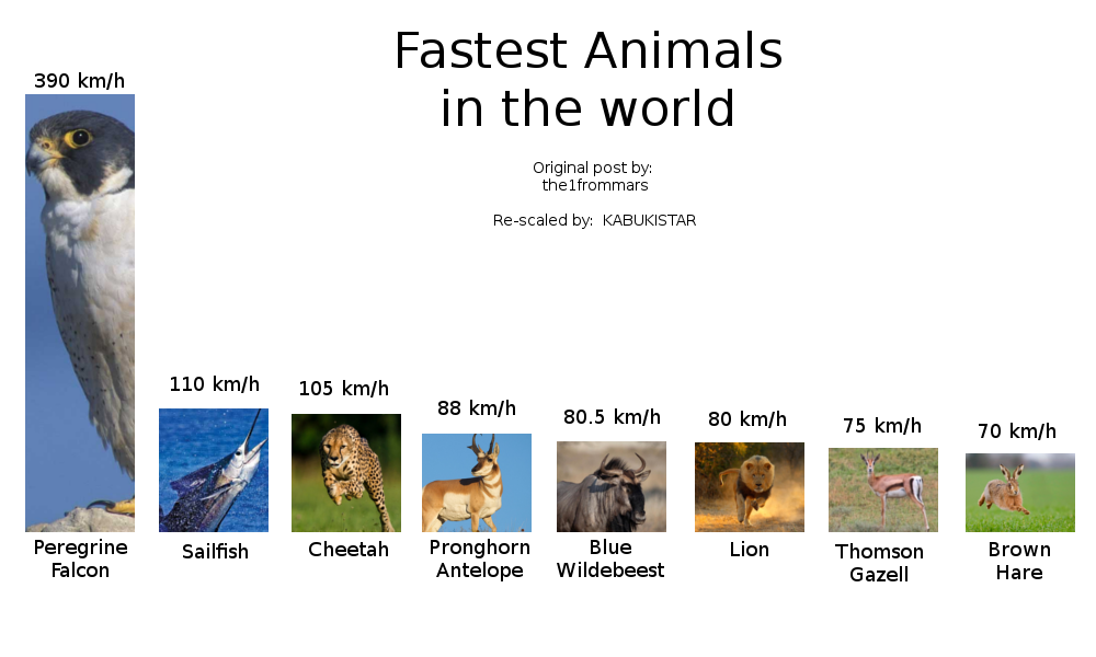 Fastest animals in the world, properly scaled