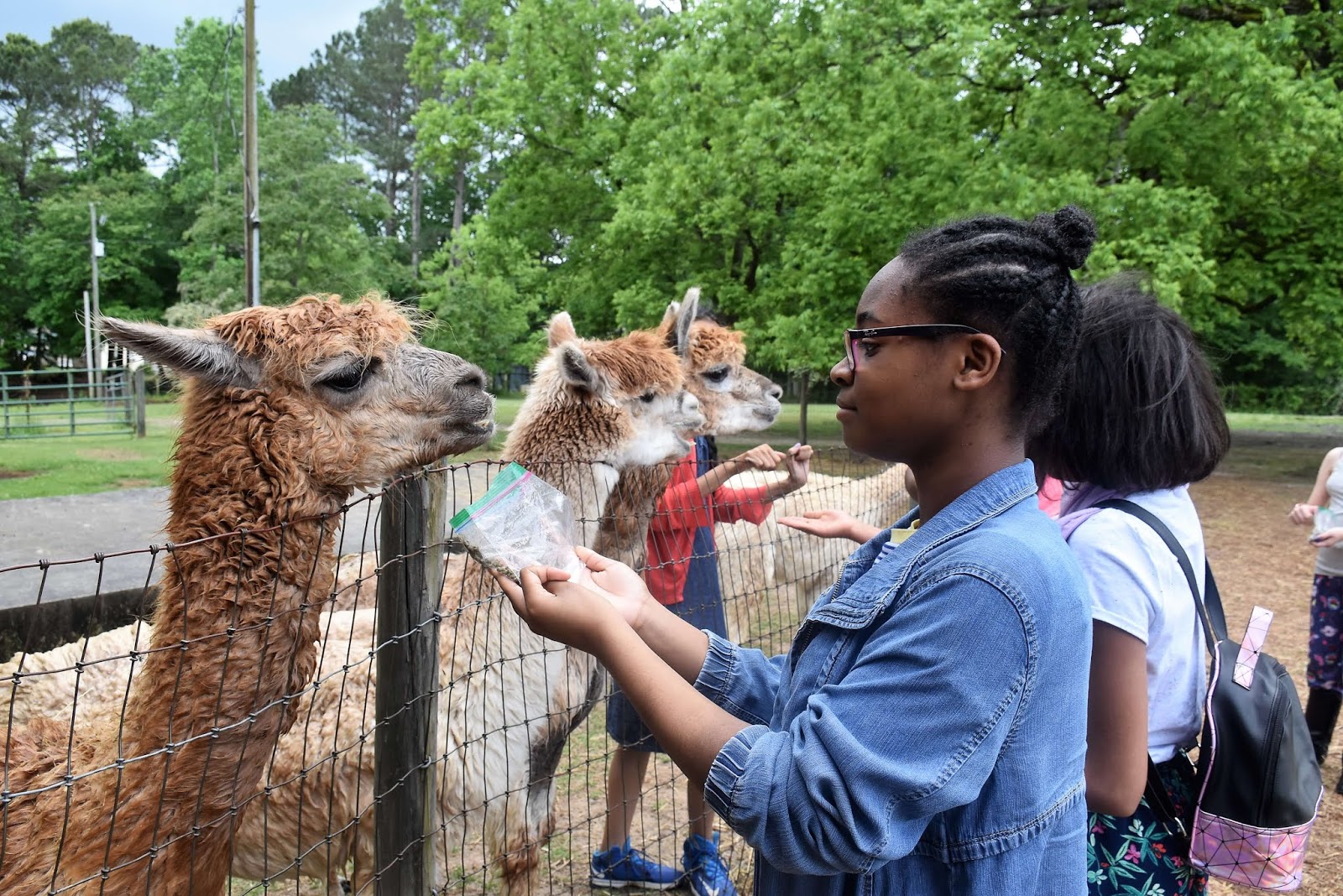 Michelle's 12th Birthday at a Alpaca Farm