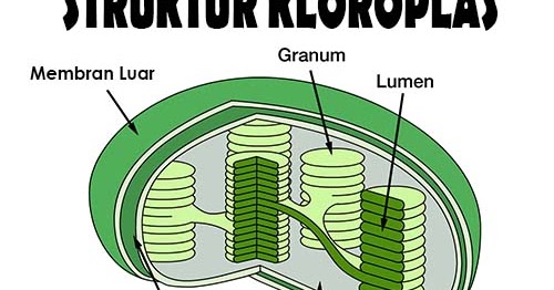 Cari Tahu Struktur Kloroplas Dan Fungsi Kloroplas Pada Sel Tumbuhan