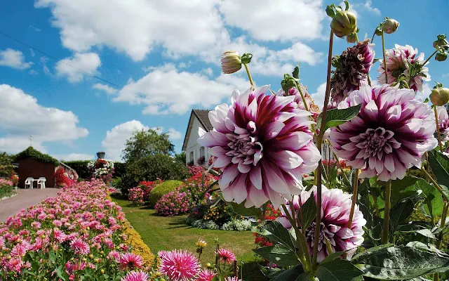 Foto met een tuin vol mooie bloemen