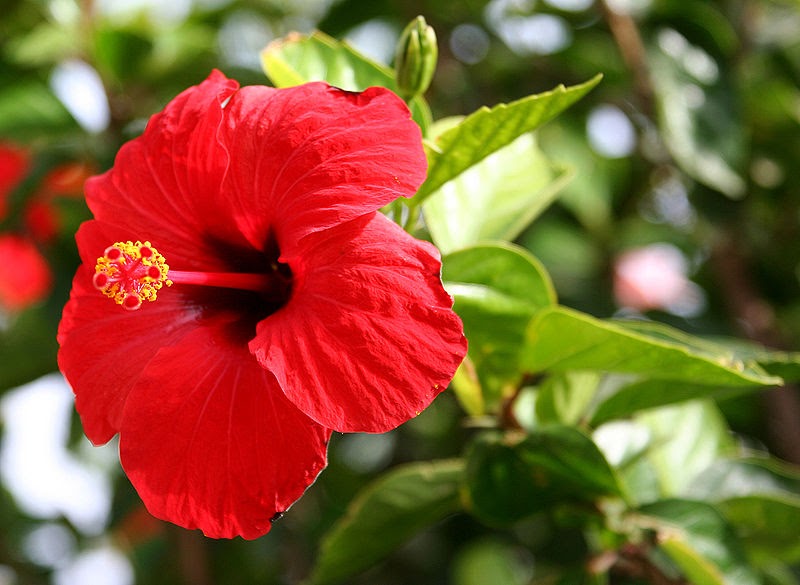AgriPinas Gumamela as Herbal Medicine