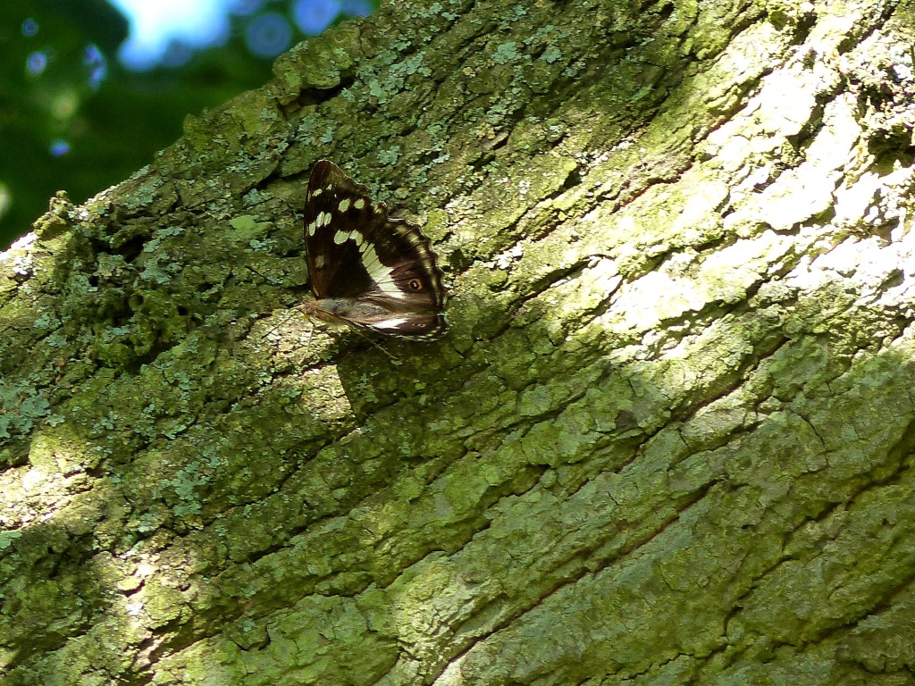 The Purple Empire Importance of Oak Sap