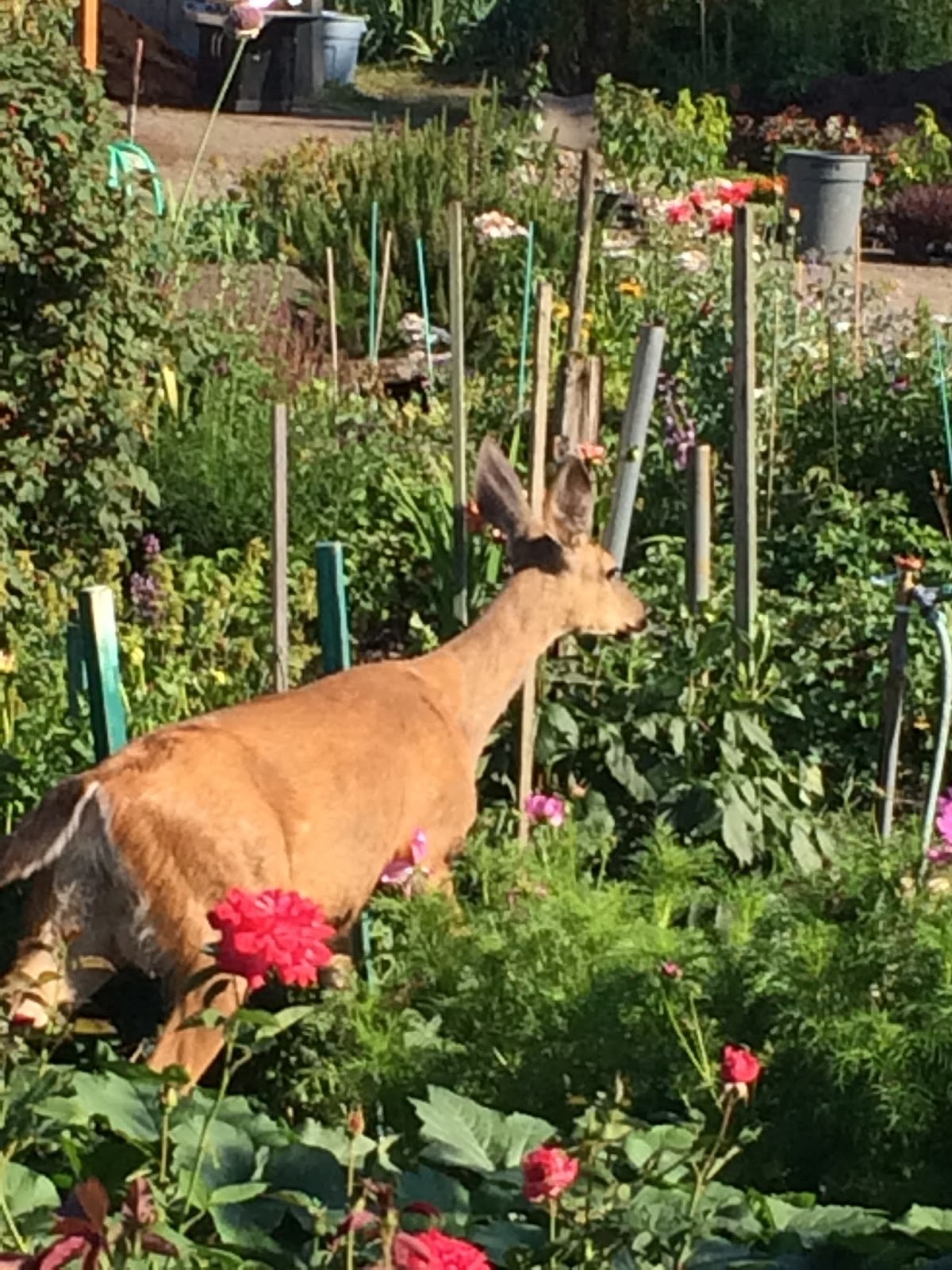 Hal Brown's Blog Purloined raspberries A deer up close and personal