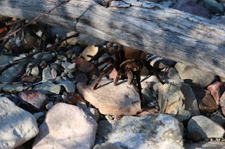 The tarantula we convinced to guard our packs while we retrieved our cached water