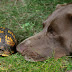 H παρέα σκύλου και χελώνας;...