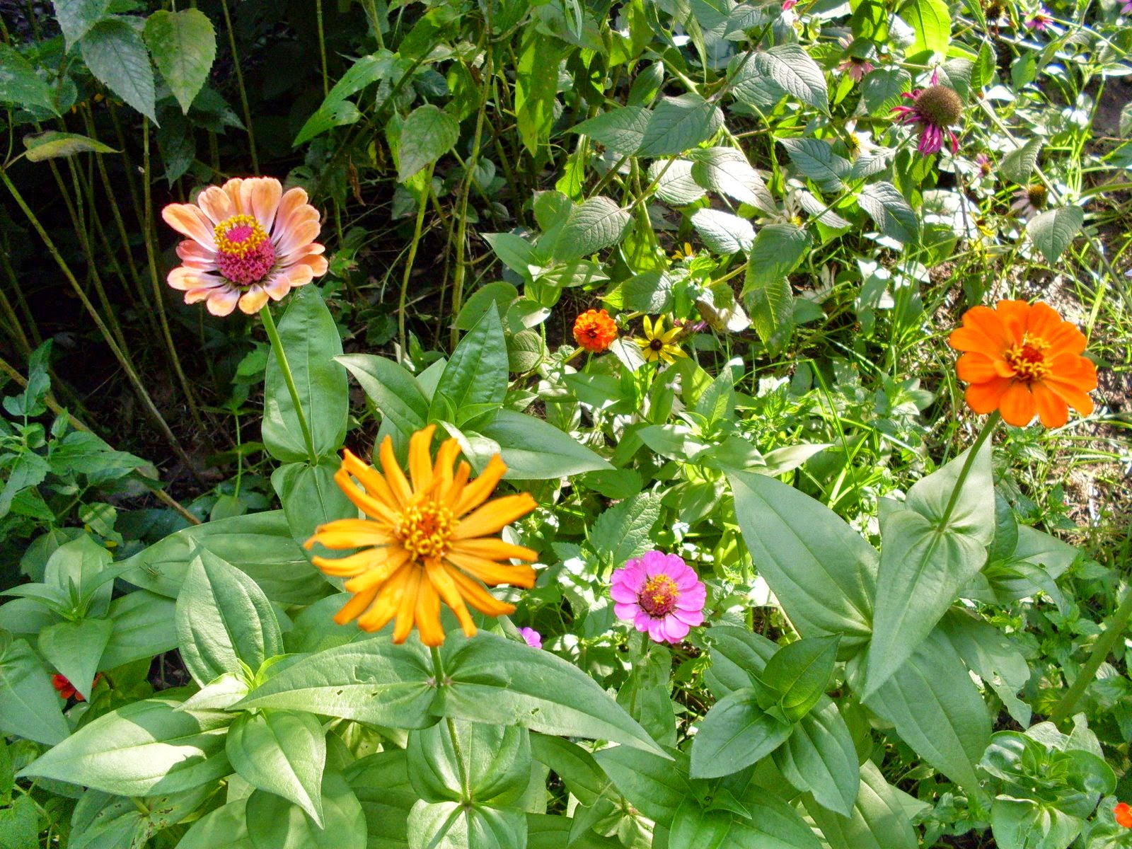 Yard and Garden Secrets Zinnia Flowers for Sun Gardens