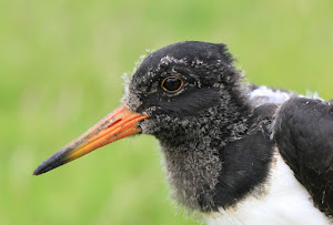 Oystercatcher