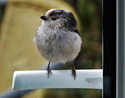 tit pudding yorkshire tailed tapping billy french windows why