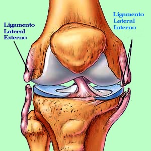 ligamentos cruzados de la rodilla inserciones ligamentos cruzados de la rodilla inserciones