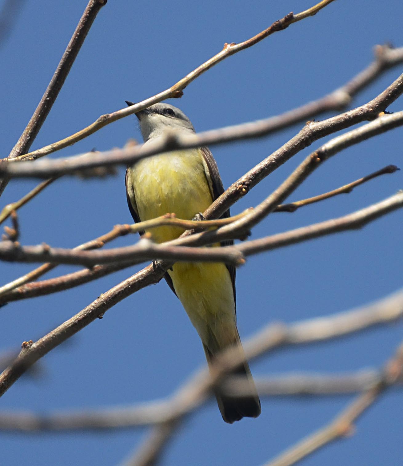 Oregon Backyard Birds, etc. Western Kingbird