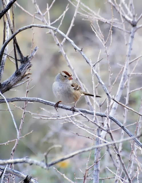 White-crowned Sparrow, immature 3592