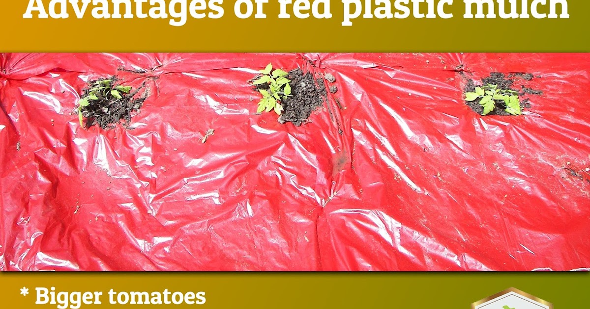 MulchIndia Advantages of Red Plastic Mulch Mulch India Call us +91