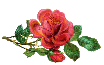 rosas-flores-gifs