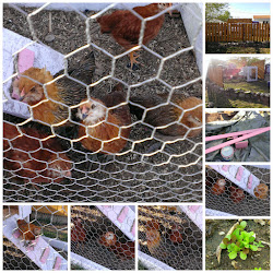 chicken coop smells after rain 4