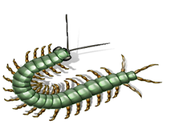 centipede facts centipedes common species brain legs