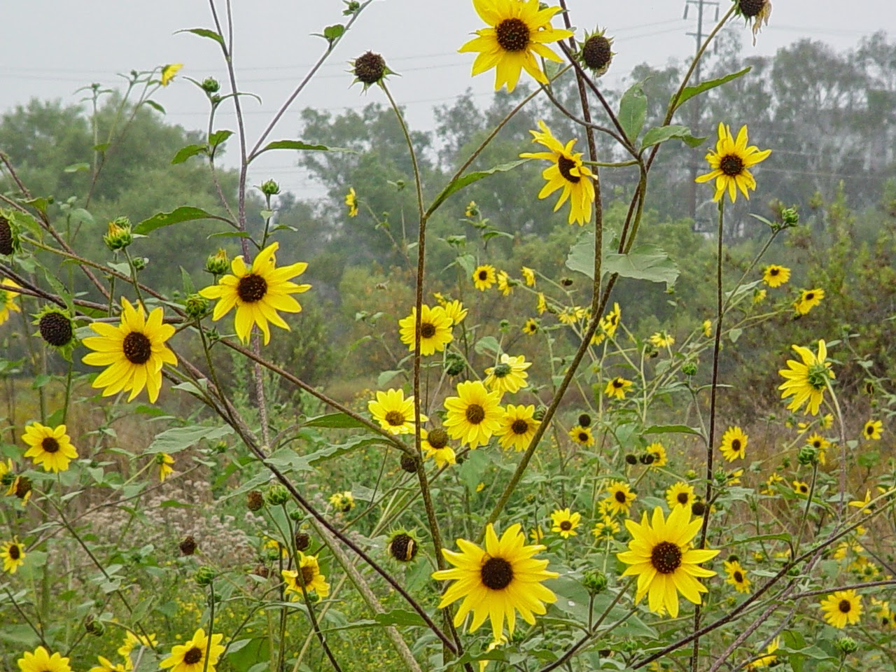 Native Plants At CSU Dominguez Hills March 2015