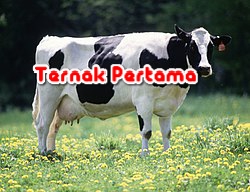 Harga Sapi Perah Hari Ini Terbaru Maret 2020