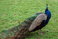 アライグマをペットとして飼うことはできますか? - アライグマをペットとして飼うことはできますか? - 法律