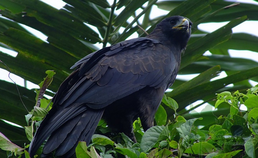 Harga Burung Elang Di Pasaran Terbaru 2018 Sangkarlapis