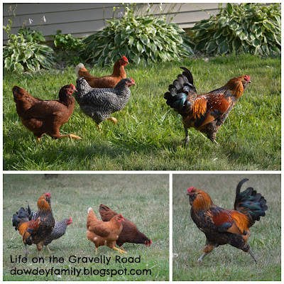 pictures of grown chickens