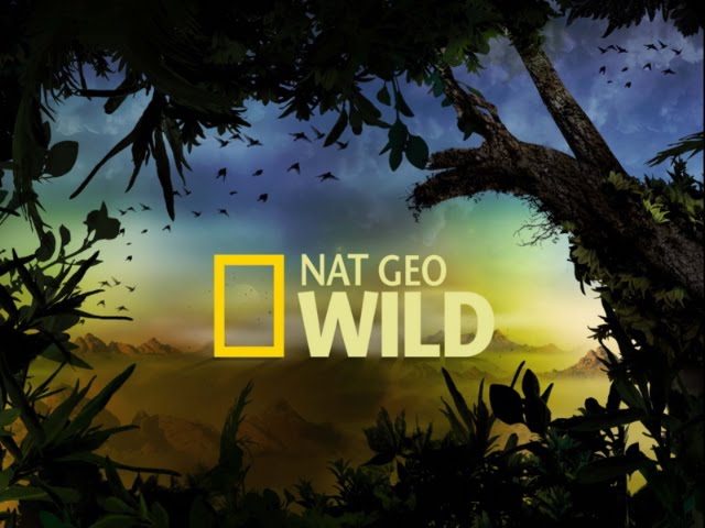 | NAILAHAZMAN |: Bila Melebih Sangat Tengok Nat Geo Wild