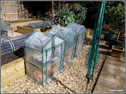 mini greenhouse getting greenhouses veg plot mark