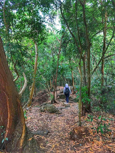 Cendawan pokok dan daun musim luruh menghias idea-idea – lebih banyak alam semula jadi Cendawan pokok dan daun musim luruh menghias idea-idea – lebih banyak alam semula jadi