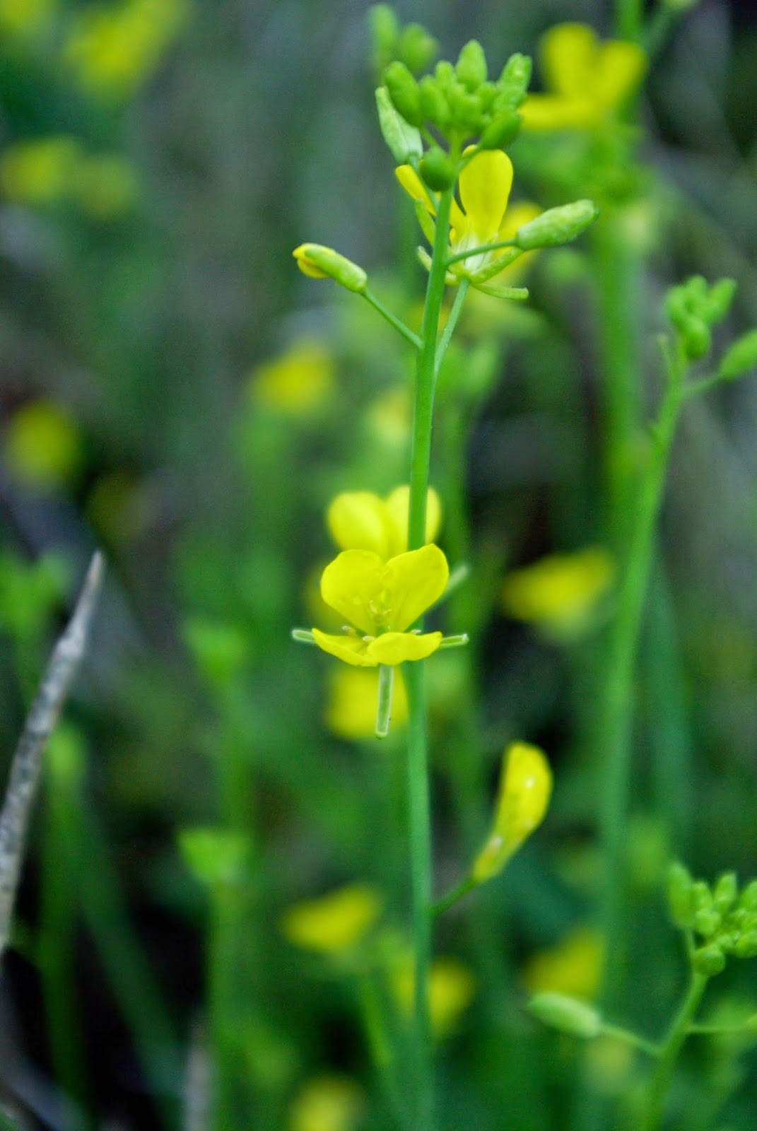 Canoe Corner Collecting Mustard Seed