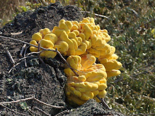 Laetiporus sulphureus DSC46925